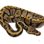 Calico Spotnose Ball Python