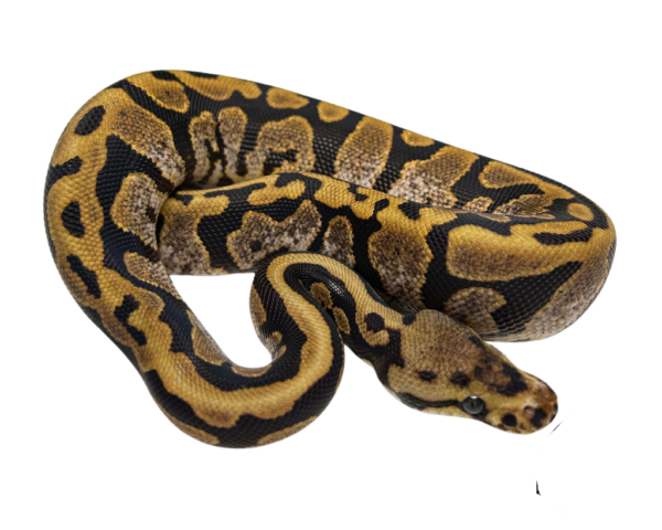 Calico Spotnose Ball Python