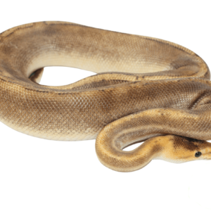 Champagne Ball Python Adult