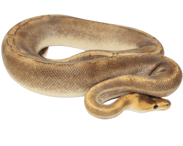 Champagne Ball Python Adult