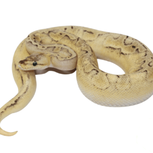 Champagne Enchi Ball Python