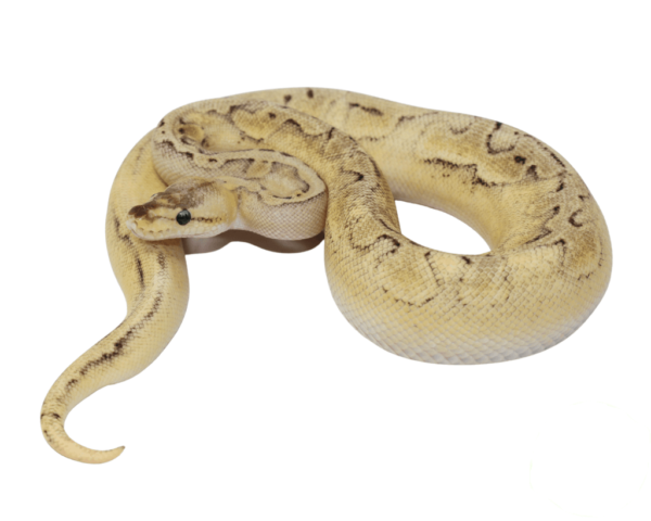 Champagne Enchi Ball Python