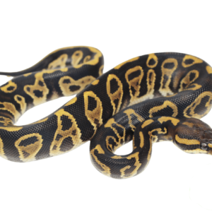 Chocolate Hurricane Ball Python