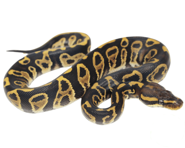 Chocolate Hurricane Ball Python