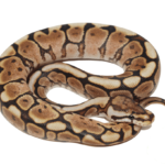 Cinnabee Yellowbelly Ball Python