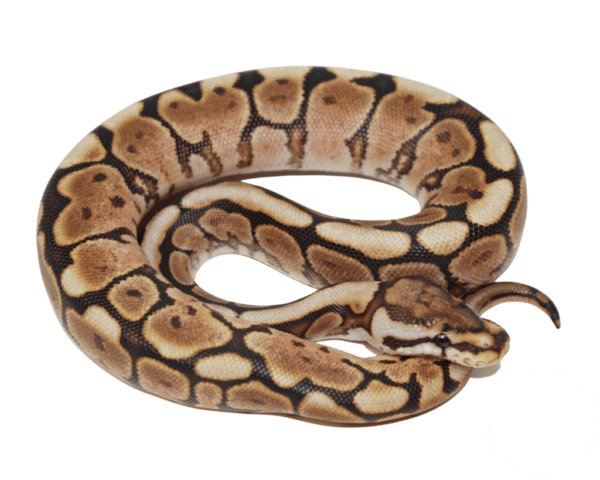 Cinnabee Yellowbelly Ball Python