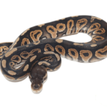 Cinnamon Ball Python