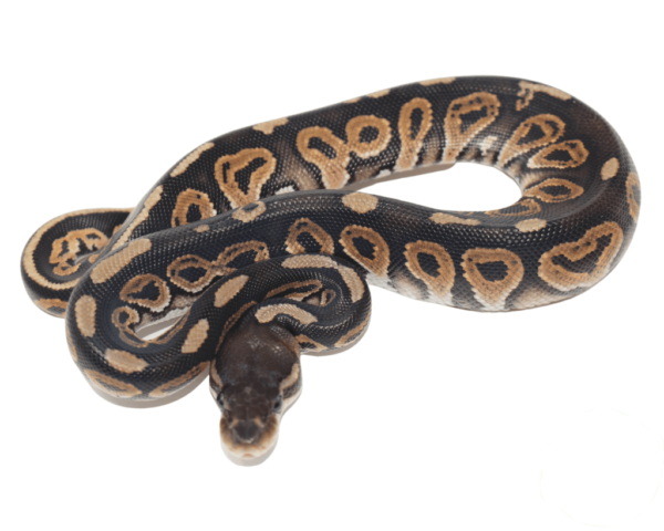 Cinnamon Ball Python