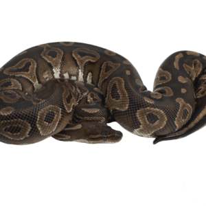 Cinnamon Ball Python Adult