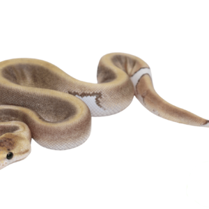 Cinnamon Champagne Ball Python