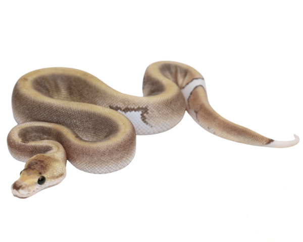 Cinnamon Champagne Ball Python