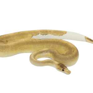 Cinnamon Champagne Ball Python Adult