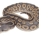 Cinnamon Ghost Ball Python