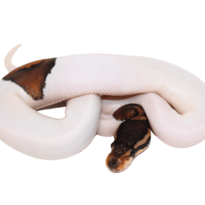 Cinnamon Pied Ball Python Baby