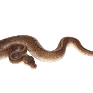 Cinnamon Pinstripe Ball Python for sale