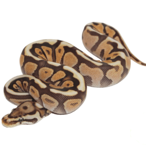 Cinnamon Spotnose Ball Python