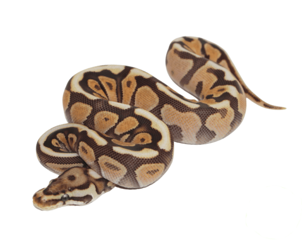 Cinnamon Spotnose Ball Python