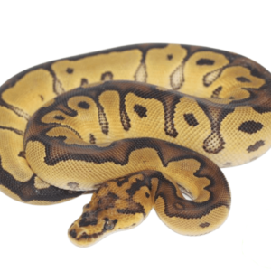 Clown Ball Python Baby