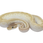 Crystal Ball Python