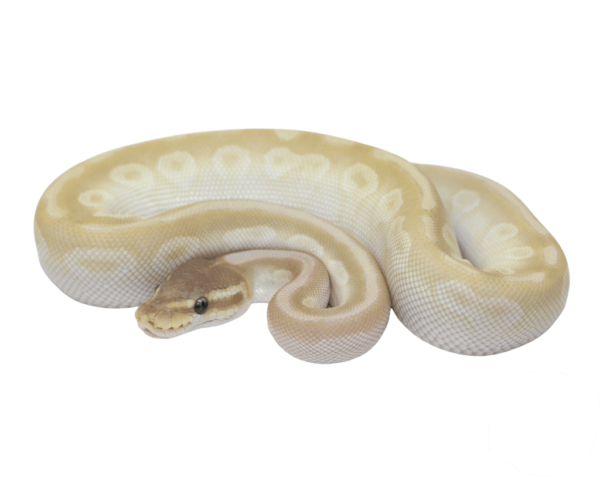 Crystal Ball Python