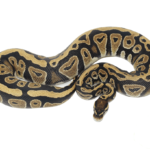 Cypress Ball Python