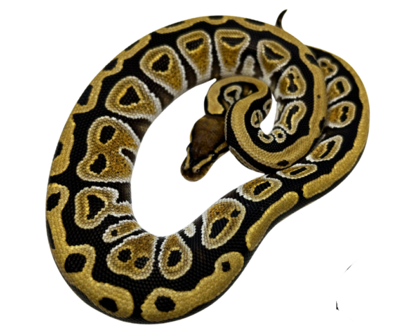 Cypress Yellowbelly Ball Python