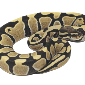 desert ghost ball python for sale​