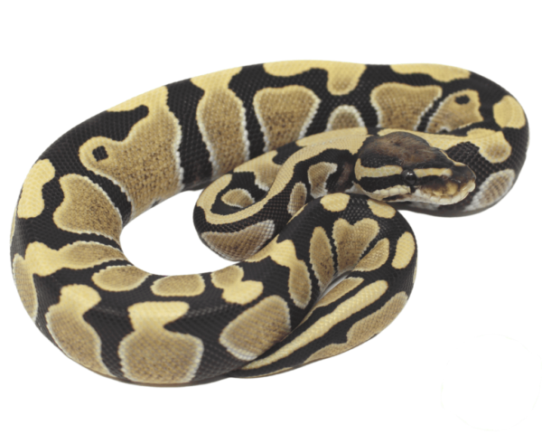 desert ghost ball python for sale​