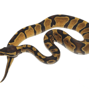 Enchi Ball Python