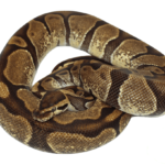 Enchi Ball Python Adult Female