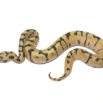 Enchi Bumble Bee Ball Python Baby