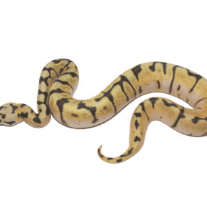 Enchi Bumble Bee Ball Python Baby