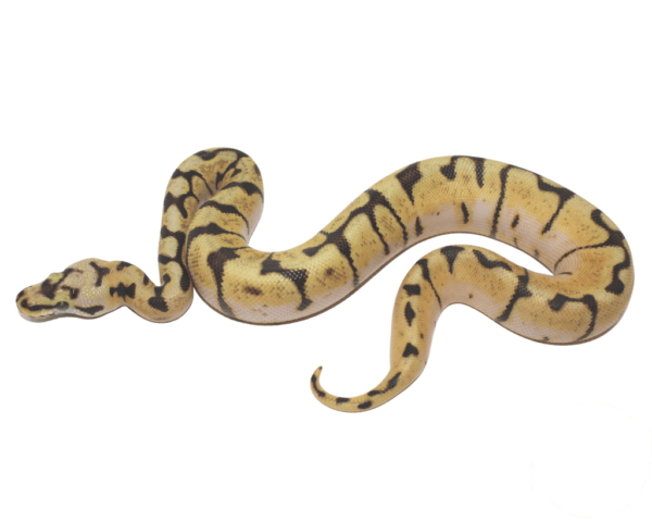 Enchi Bumble Bee Ball Python Baby