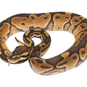 Enchi Cinnamon Ball Python