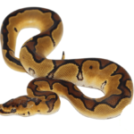 Enchi Clown Ball Python Baby