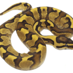 Enchi Fire Yellowbelly Ball Python