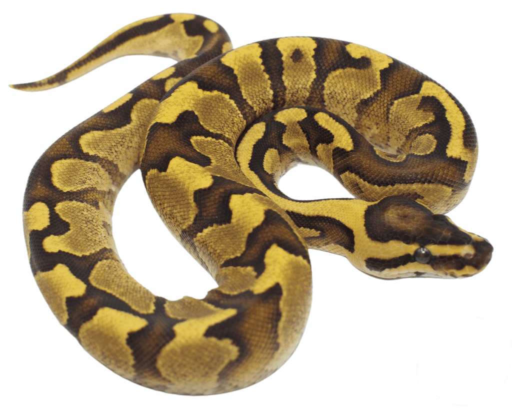 Adult Ball Python