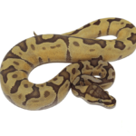 Enchi Ghost Ball Python