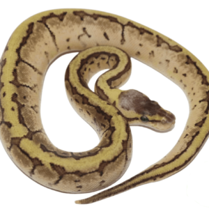 Enchi Lemon Blast Ball Python