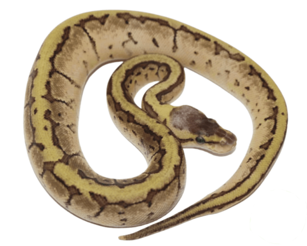 Enchi Lemon Blast Ball Python