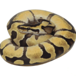 Enchi Lemonback Ball Python