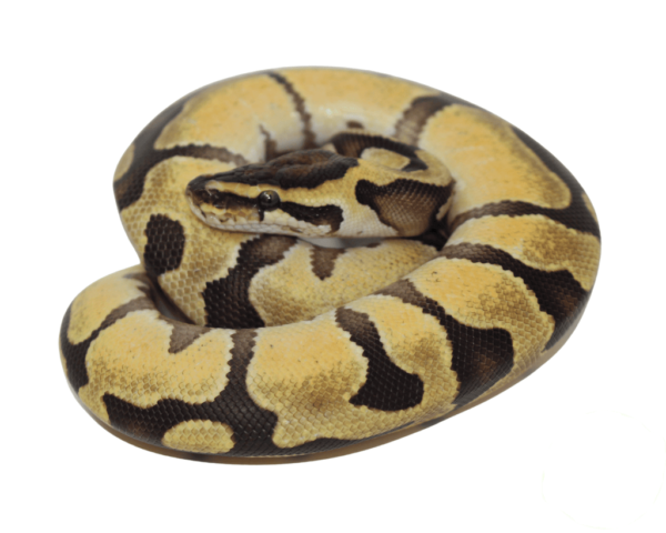 Enchi Lemonback Ball Python