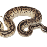 Enchi Pewter Ball Python