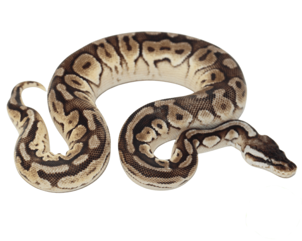 Enchi Pewter Ball Python