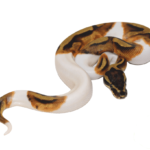 Enchi Piebald Ball Python