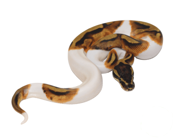 Enchi Piebald Ball Python