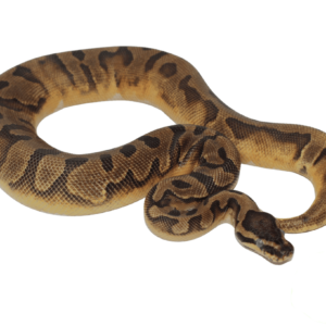 Enchi Pied Ball Python Sub Adult