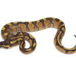 Enchi Spark Ball Python