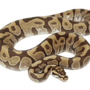 Enchi Spotnose Ball Python Adult