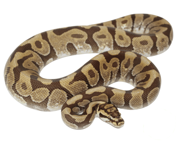 Enchi Spotnose Ball Python Adult